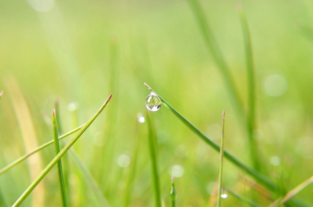 nature-69493_1280