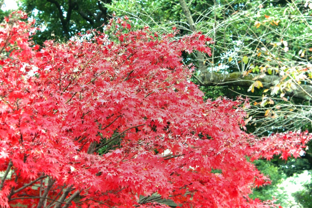 皇居5