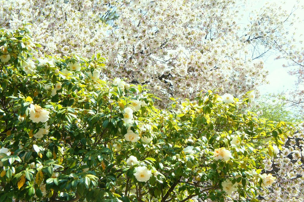 SONY DSC