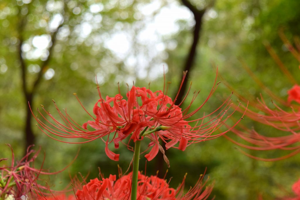 彼岸花