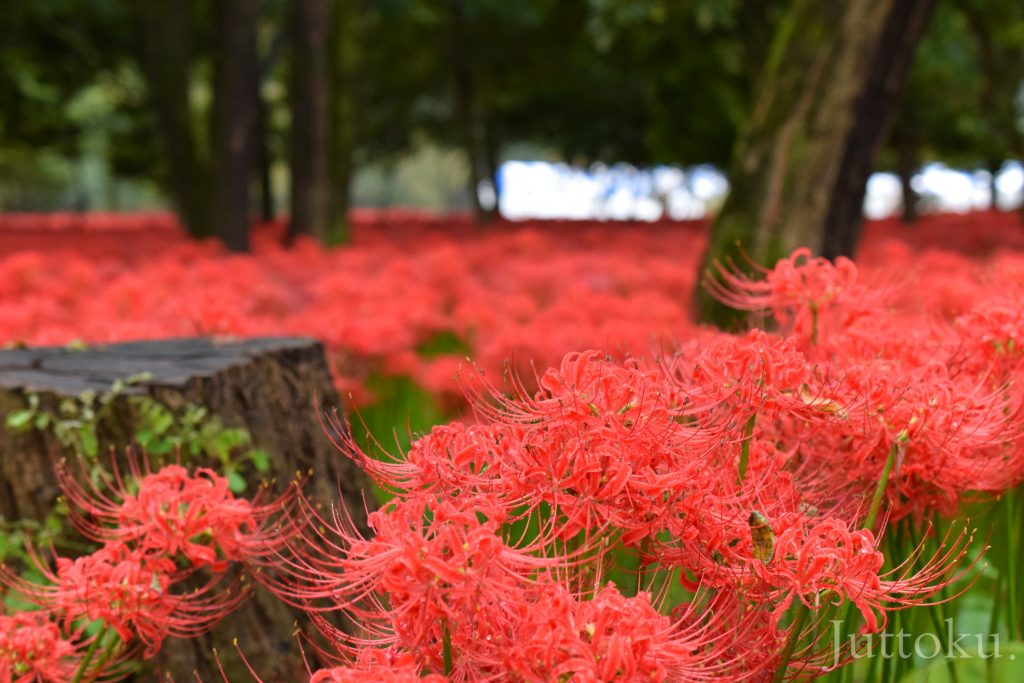 彼岸花10