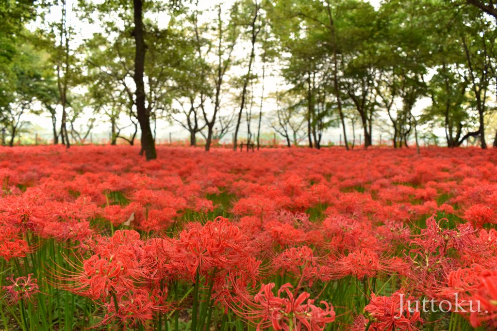 彼岸花3
