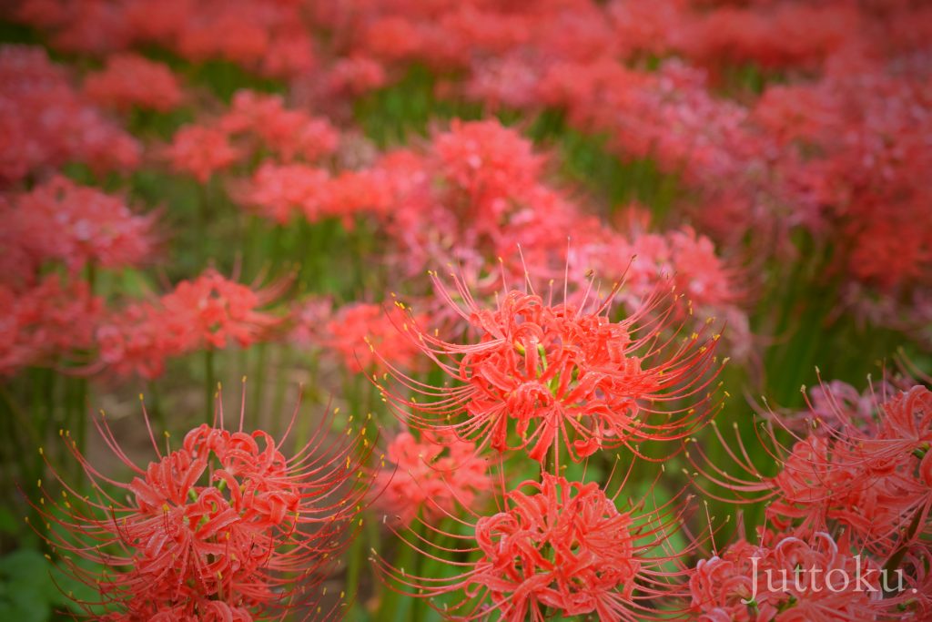 彼岸花4