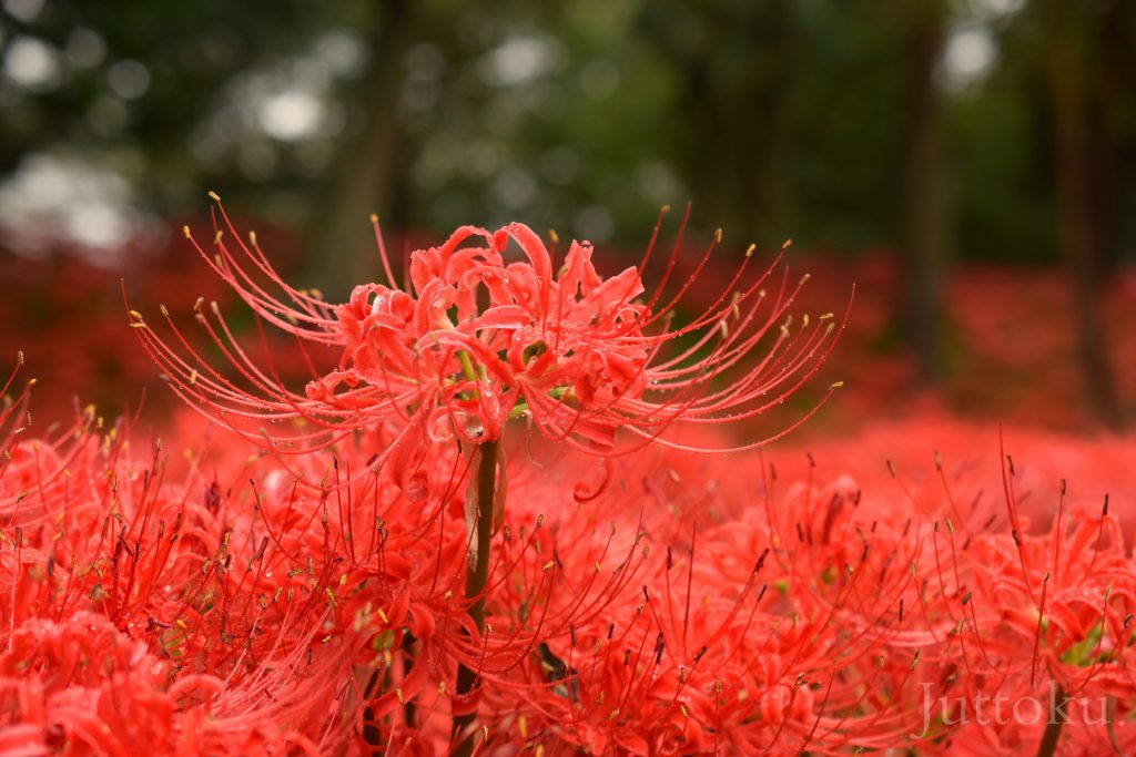 彼岸花8