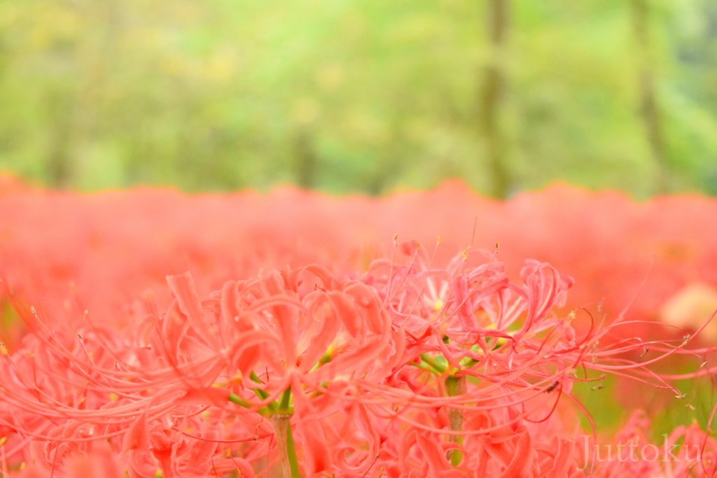 彼岸花9