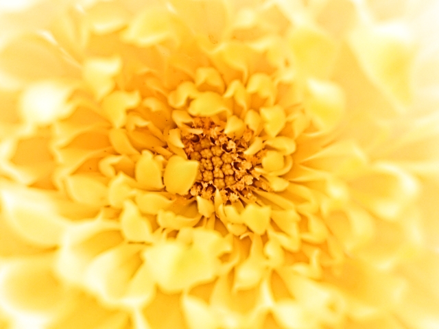 菊