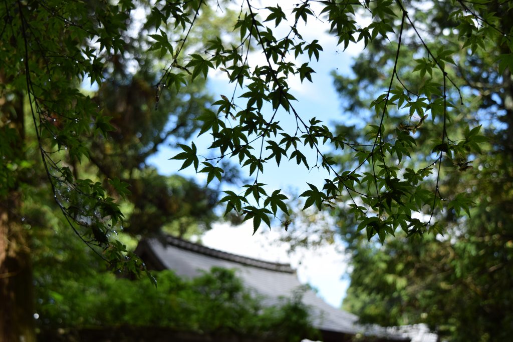 DSC_0888