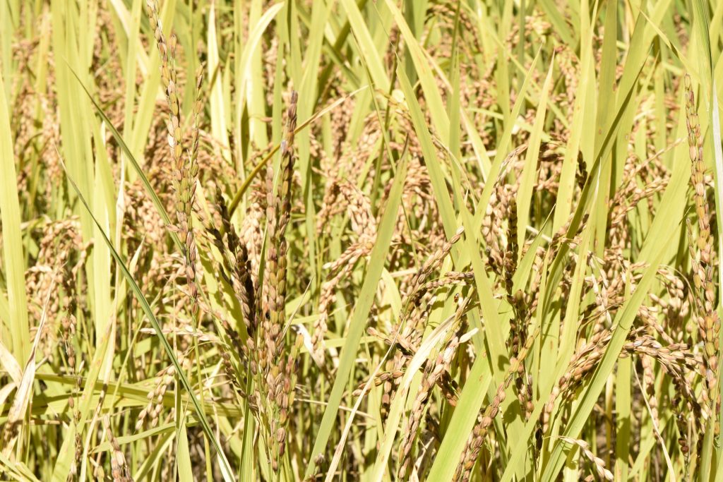 DSC_1075