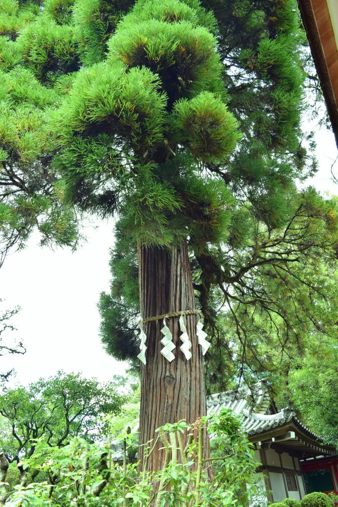 神杉