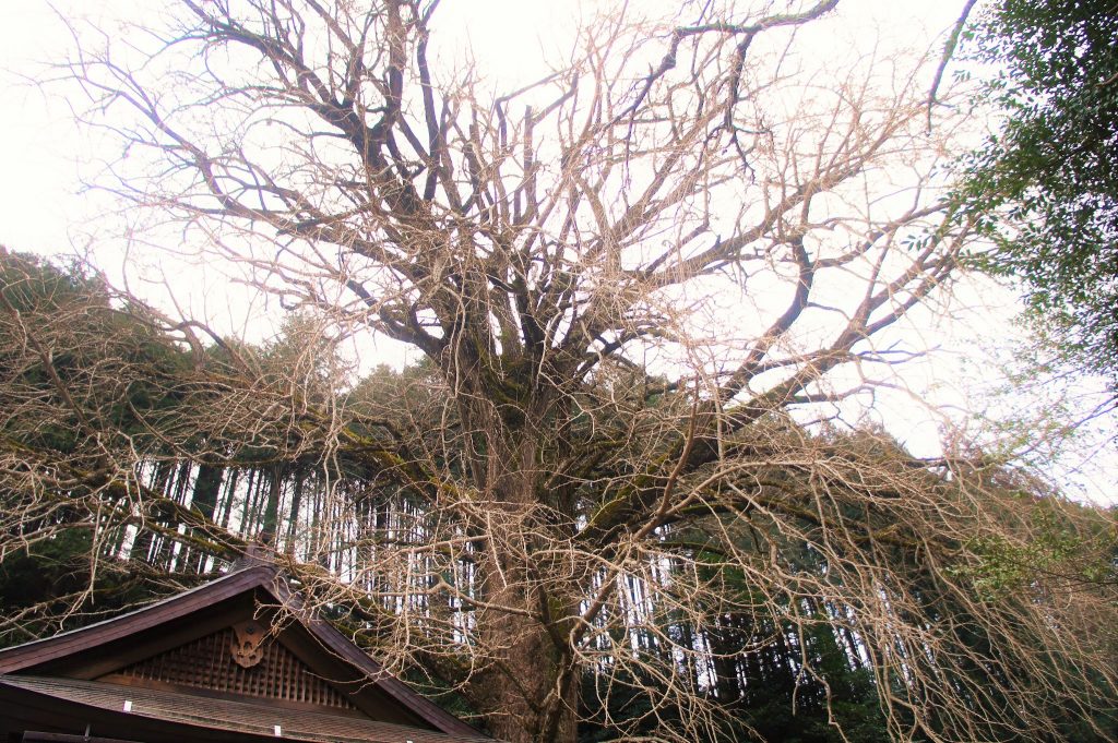 天川村