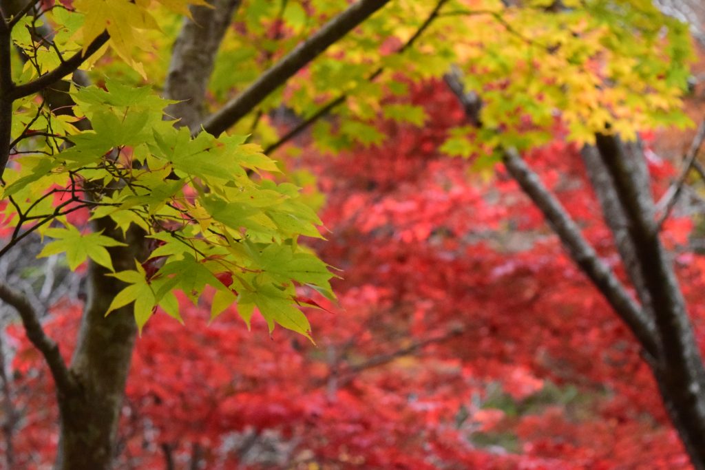 DSC_0357
