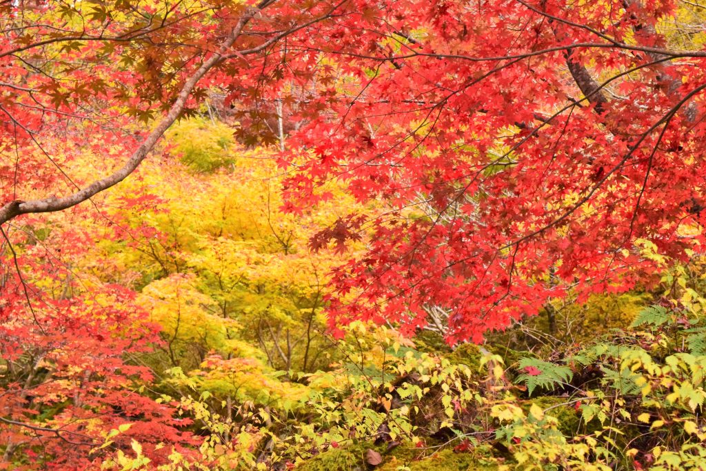 紅葉＿みたらい渓谷