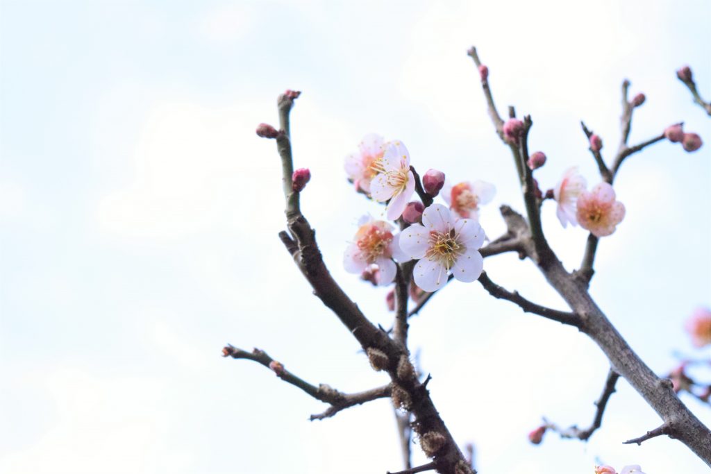 梅