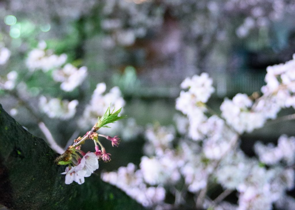20160405-DSC_3668