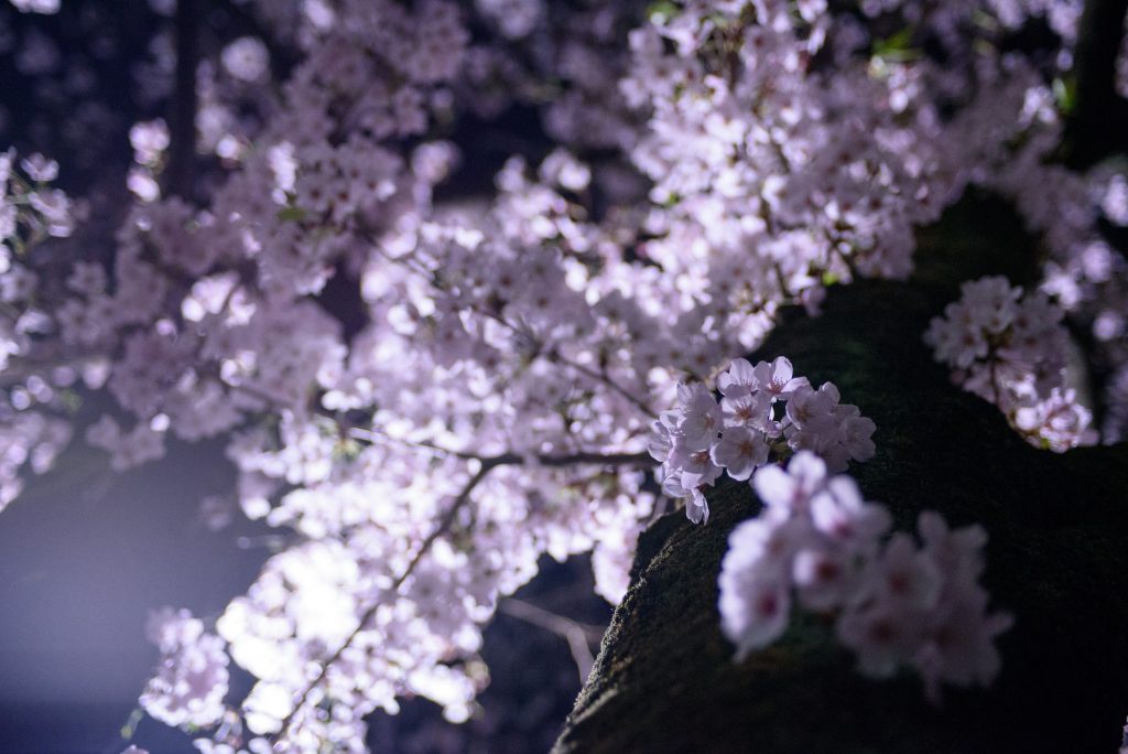 Juttoku．_桜